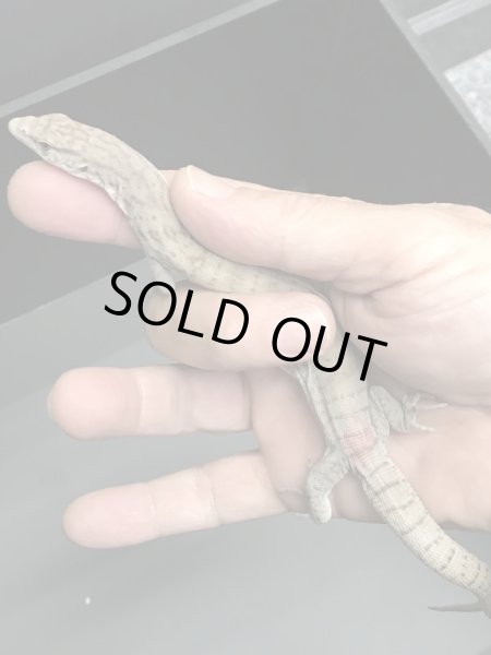 画像4: ギレニーオオトカゲ (4)