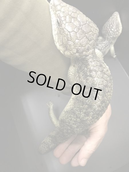 画像4: マツカサトカゲ　コノーウィ CBペア (4)