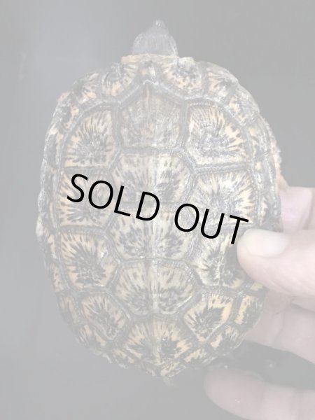 画像2: モリイシガメ 甲長93mm (2)