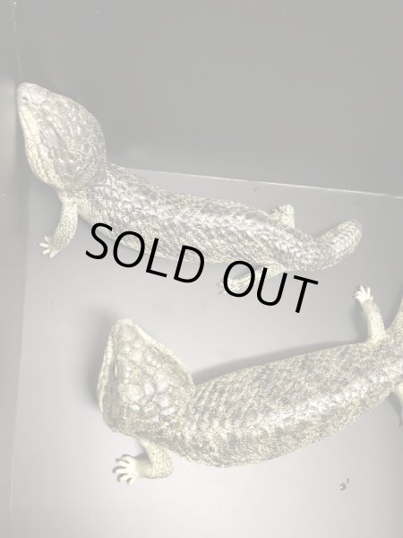 画像2: マツカサトカゲ　コノーウィ CBペア (2)