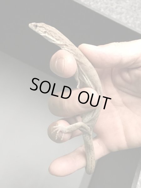 画像3: ギレニーオオトカゲ (3)