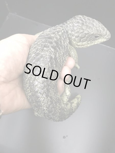 画像7: マツカサトカゲ　コノーウィ CBペア (7)