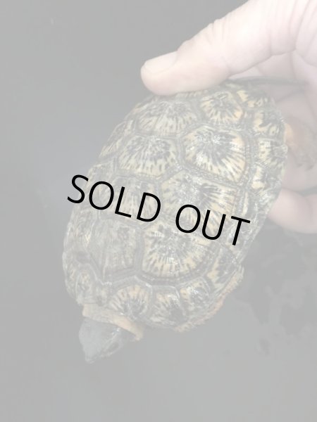 画像4: モリイシガメ 甲長93mm (4)