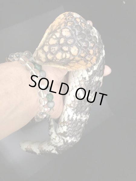 画像5: マツカサトカゲ　ルゴッサス CBペア (5)