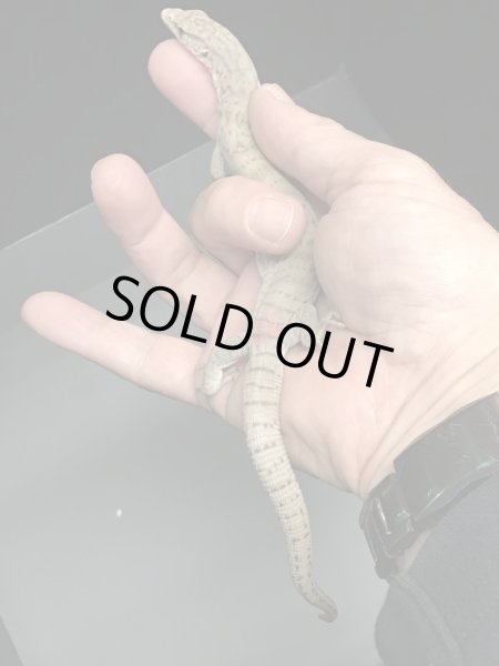 画像6: ギレニーオオトカゲ (6)