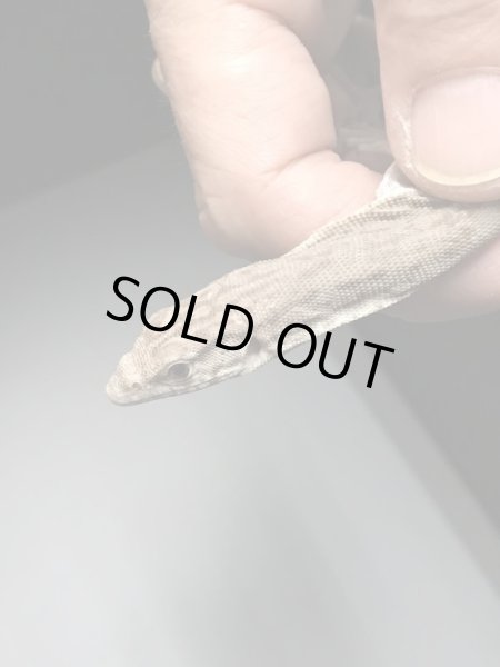 画像2: ギレニーオオトカゲ (2)