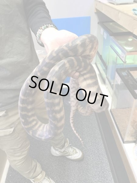 画像3: ズグロパイソン Hetアザン 210cm ♂ (3)