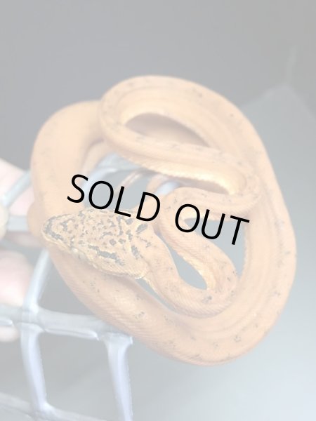 画像3: アマゾンツリーボア カラー 国内CB(2) (3)