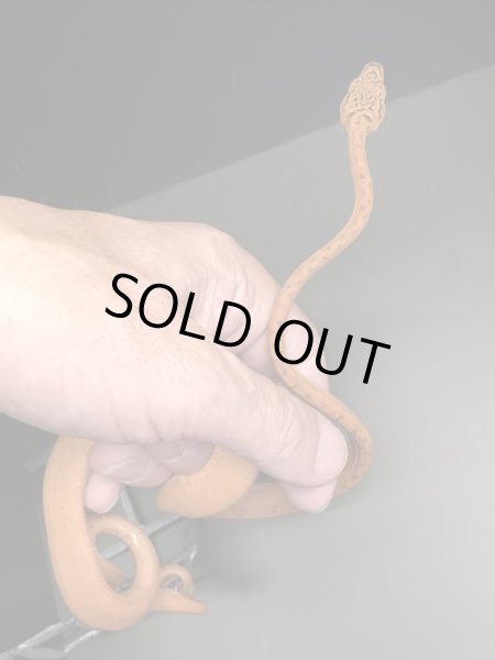 画像2: アマゾンツリーボア カラー 国内CB(2) (2)