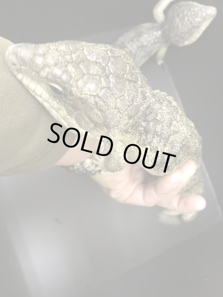 画像3: マツカサトカゲ　コノーウィ CBペア (3)