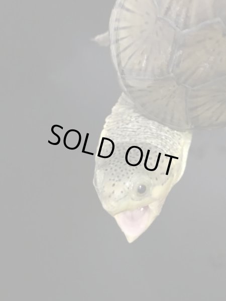 画像4: ハラガケガメ 国内CB (4)