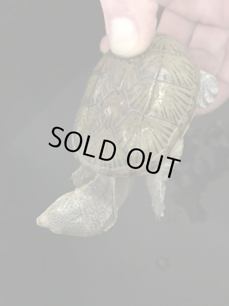 画像3: ハラガケガメ 国内CB (3)