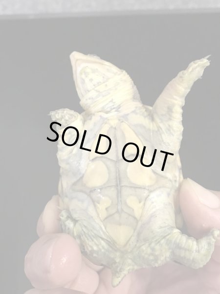 画像2: ハラガケガメ 国内CB (2)