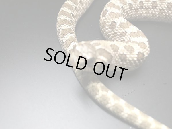 画像5: セイブシシバナヘビ  Hetスノー♂ (5)