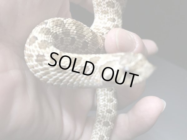 画像2: セイブシシバナヘビ  Hetスノー♂ (2)