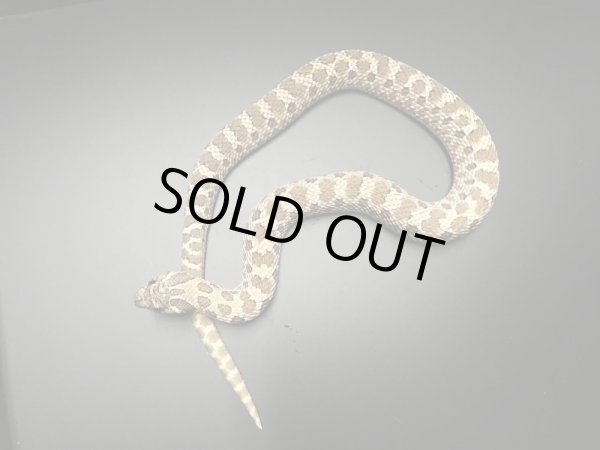 画像4: セイブシシバナヘビ  Hetスノー♂ (4)