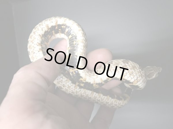 画像3: セイブシシバナヘビ  Hetスノー♂ (3)