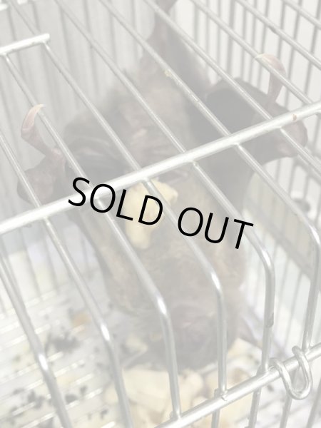 画像3: フルーツバット 生後5ヵ月 ♀ (3)