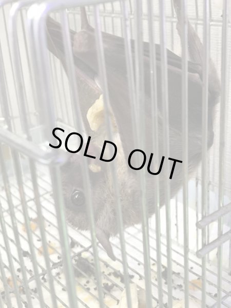 画像2: フルーツバット 生後5ヵ月 ♀ (2)