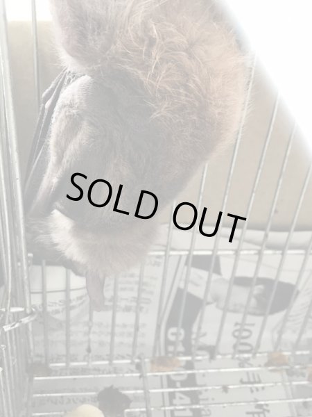 画像5: フルーツバット 生後5ヵ月 ♀ (5)