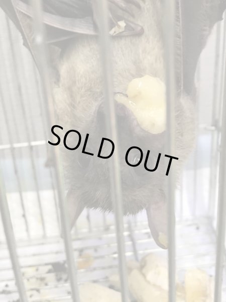 画像4: フルーツバット 生後5ヵ月 ♀ (4)