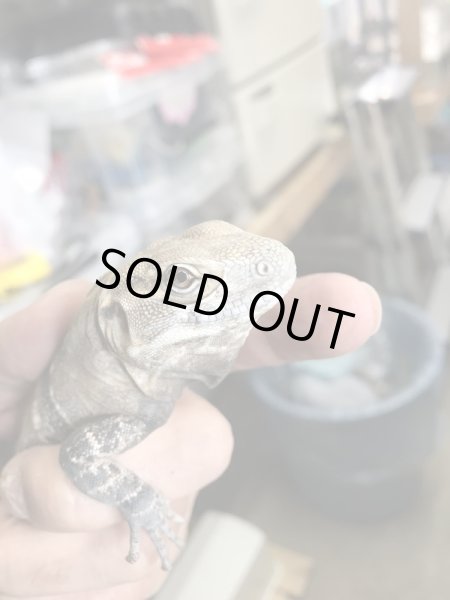 画像2: サンエスティバントゲオイグアナ (2)