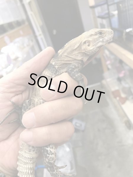 画像3: サンエスティバントゲオイグアナ (3)