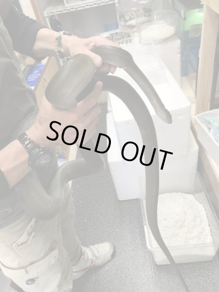 画像2: パプアンパイソン ♂ 300cm (2)