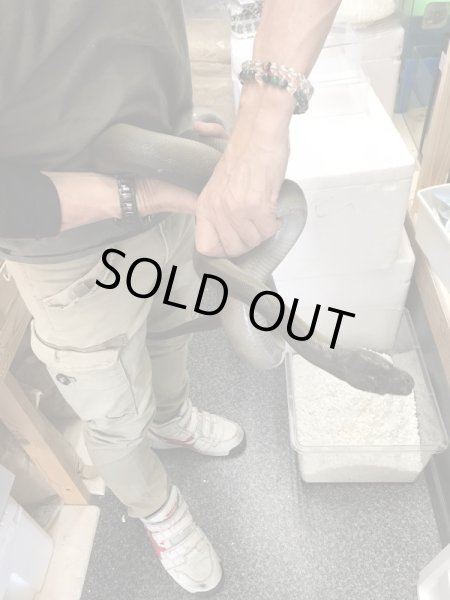 画像3: パプアンパイソン ♂ 300cm (3)