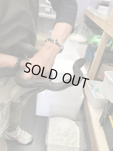 画像4: パプアンパイソン ♂ 300cm (4)