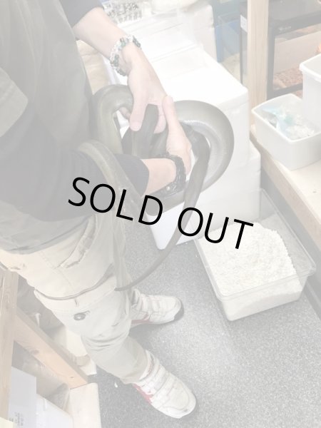 画像6: パプアンパイソン ♂ 300cm (6)