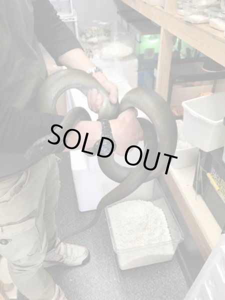 画像5: パプアンパイソン ♂ 300cm (5)