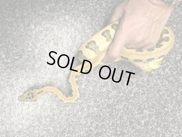 画像2: パプアンジャングルジャガー ヤング♀ (2)