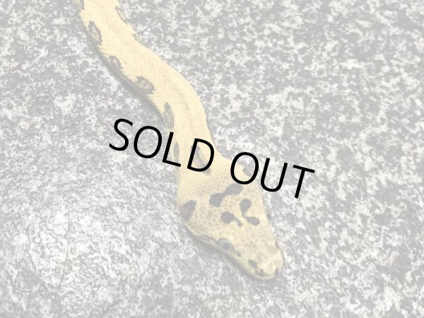 画像4: パプアンジャングルジャガー ヤング♀ (4)