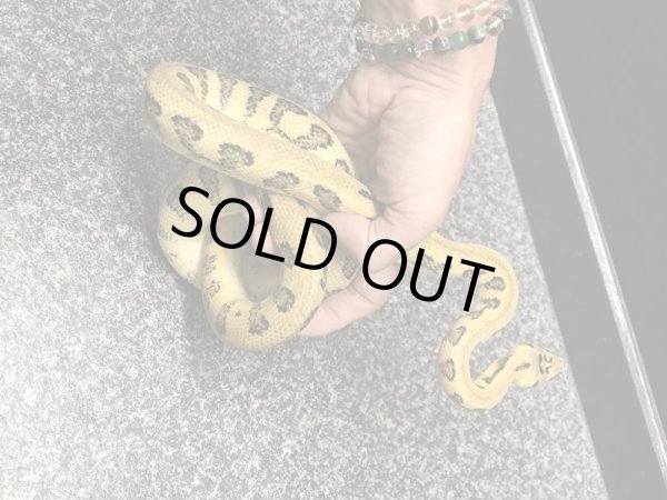 画像3: パプアンジャングルジャガー ヤング♀ (3)