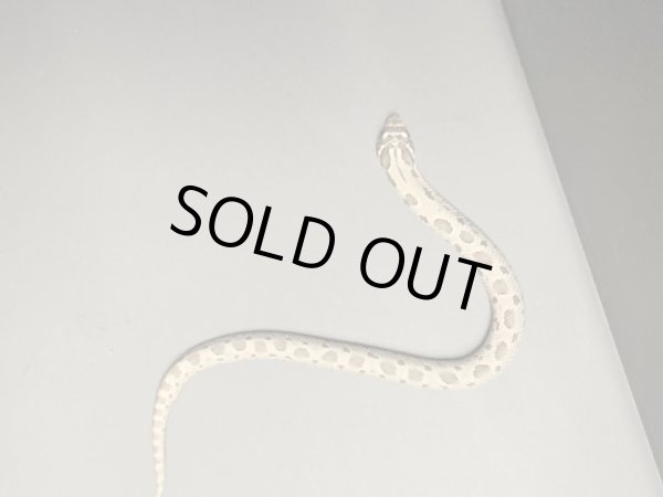 画像2: シシバナヘビ アザンティックコンダ ♂ (2)