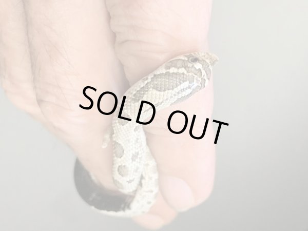 画像4: シシバナヘビ アザンティックコンダ ♂ (4)