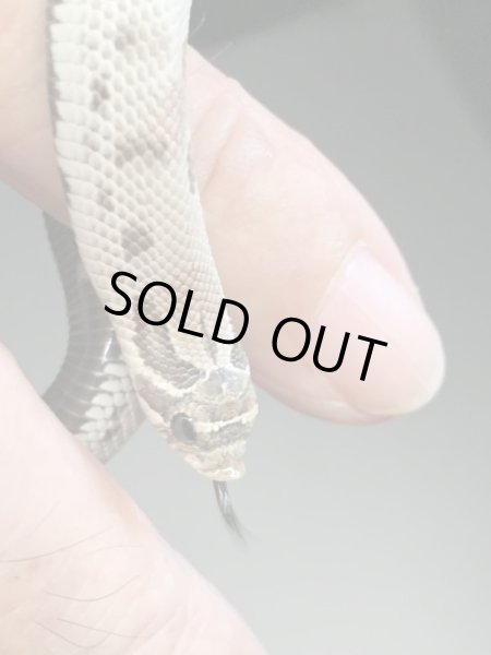 画像3: シシバナヘビ アザンティックコンダ ♀ (3)