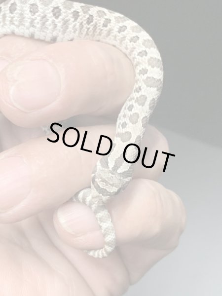 画像3: シシバナヘビ アークティック♂ (3)