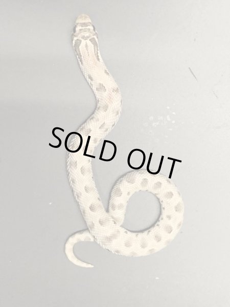 画像2: シシバナヘビ アザンティックコンダ ♀ (2)