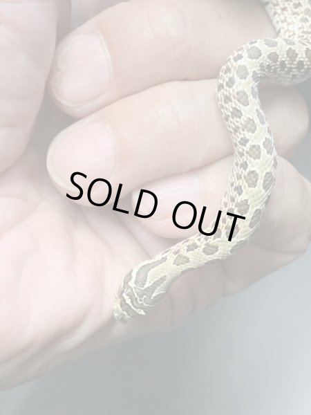 画像3: シシバナヘビ アークティック♀ (3)