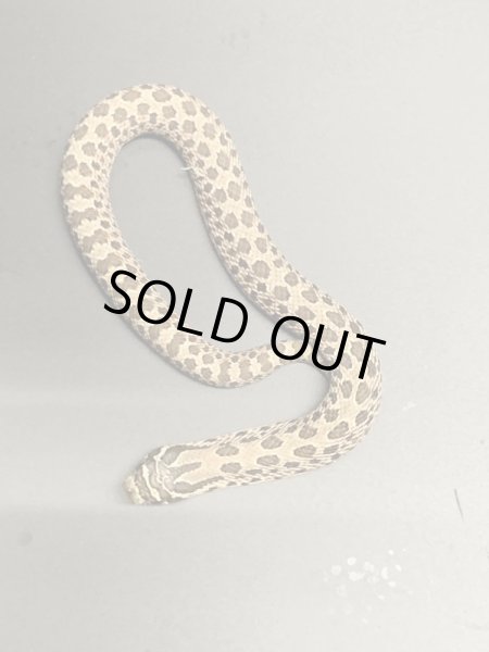 画像2: シシバナヘビ アークティック♀ (2)