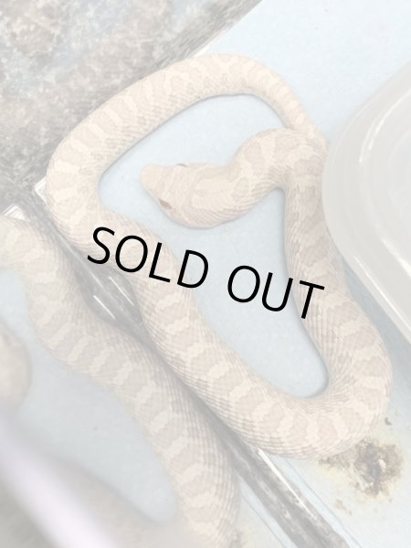 画像3: シシバナヘビ スノー ♂ (3)