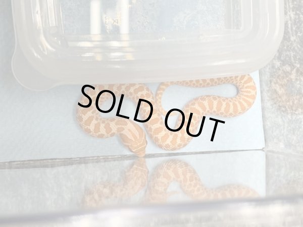 画像3: シシバナヘビ アルビノHetスノー ♀ (3)