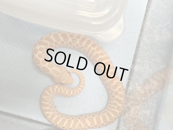 画像2: シシバナヘビ アルビノHetスノー ♀ (2)