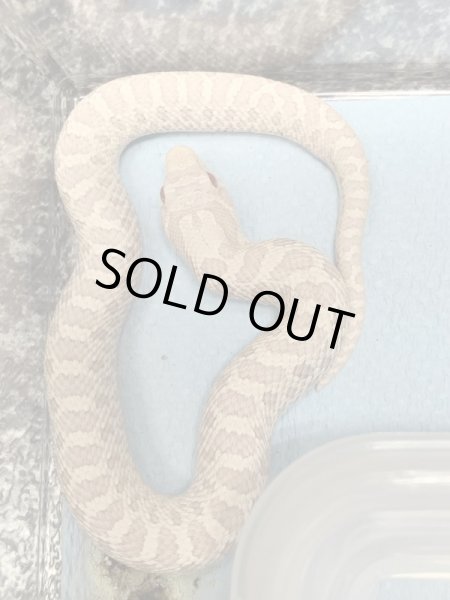 画像2: シシバナヘビ スノー ♂ (2)