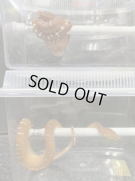 画像4: エメラルドツリーボア 国内CBベビー♀ (4)