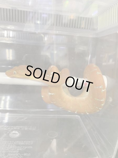 画像3: エメラルドツリーボア 国内CBベビー♀ (3)