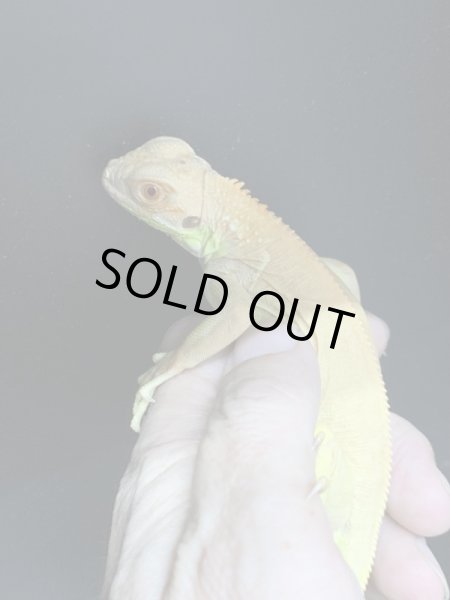 画像3: サンセット アルビノイグアナ (3)