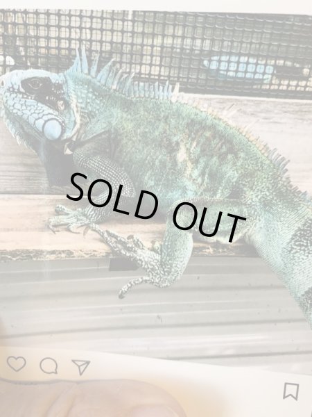 画像5: ホワイトエッジ ガイアナグリーンイグアナ (5)